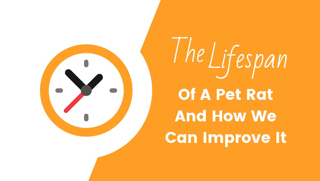 The Lifespan Of A Pet Rat And How We Can Improve It ⏳🐁🐀
#Rats #RatsOnTwitter #Rattybox
rattybox.com/the-lifespan-o…