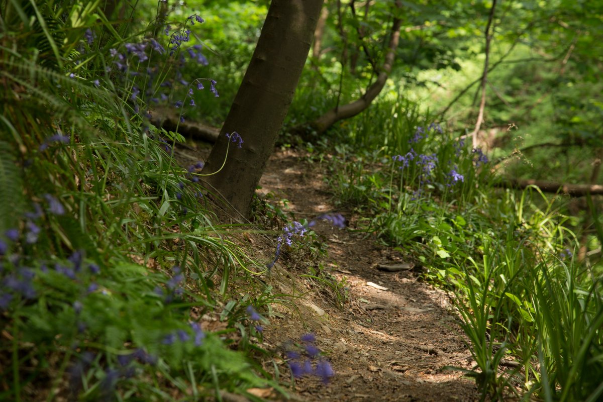 Fallshotel's tweet photo. Bluebells have appeared overnight in our glen! We love this time of year, they are such beautiful flowers, Welcome back! #Bluebells #springflowers @visitBurren https://t.co/Leg9IJMdqA