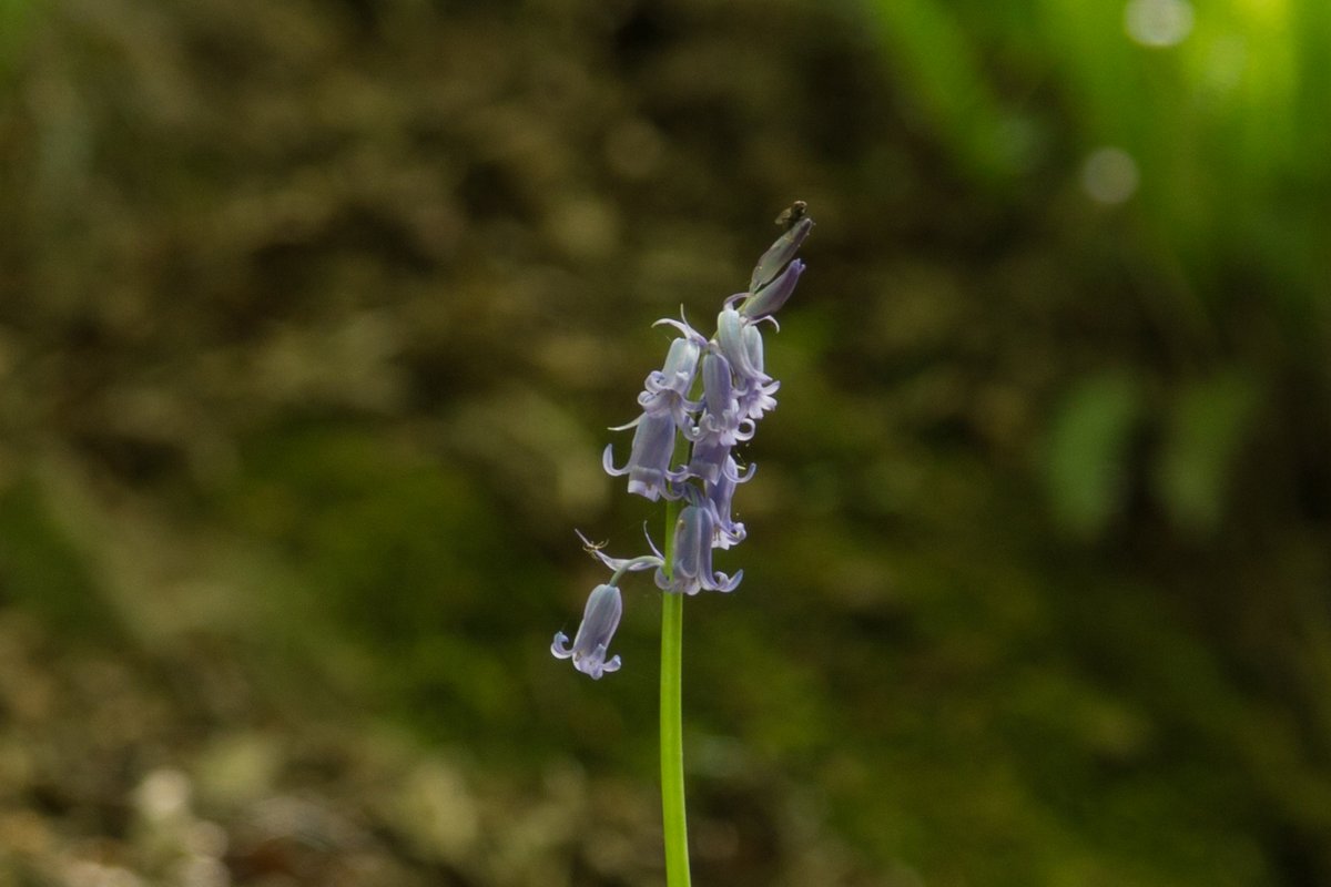 Fallshotel's tweet photo. Bluebells have appeared overnight in our glen! We love this time of year, they are such beautiful flowers, Welcome back! #Bluebells #springflowers @visitBurren https://t.co/Leg9IJMdqA