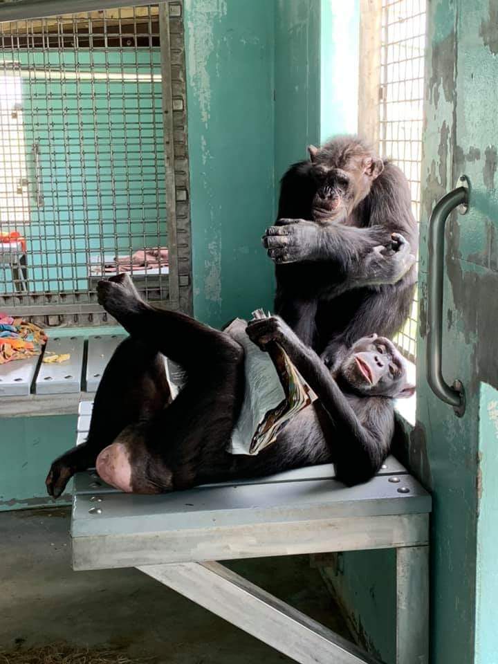 SaveTheChimps's tweet photo. Its story time over at Kiley's!
#chimpstaketwitter #thursdaymorning #savethechimps https://t.co/arQ5Zd2EaN