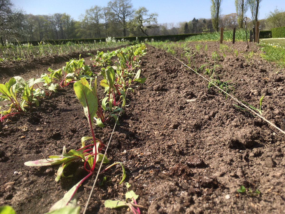 HofvanHackfort's tweet photo. Ondanks de #coronamaatregelen kiemen en groeien de #GroentenvanHackfort goed op de moestuin. Natuur gaat gewoon z’n gang, goed om te zien. #lente https://t.co/D0L1WgrZl6