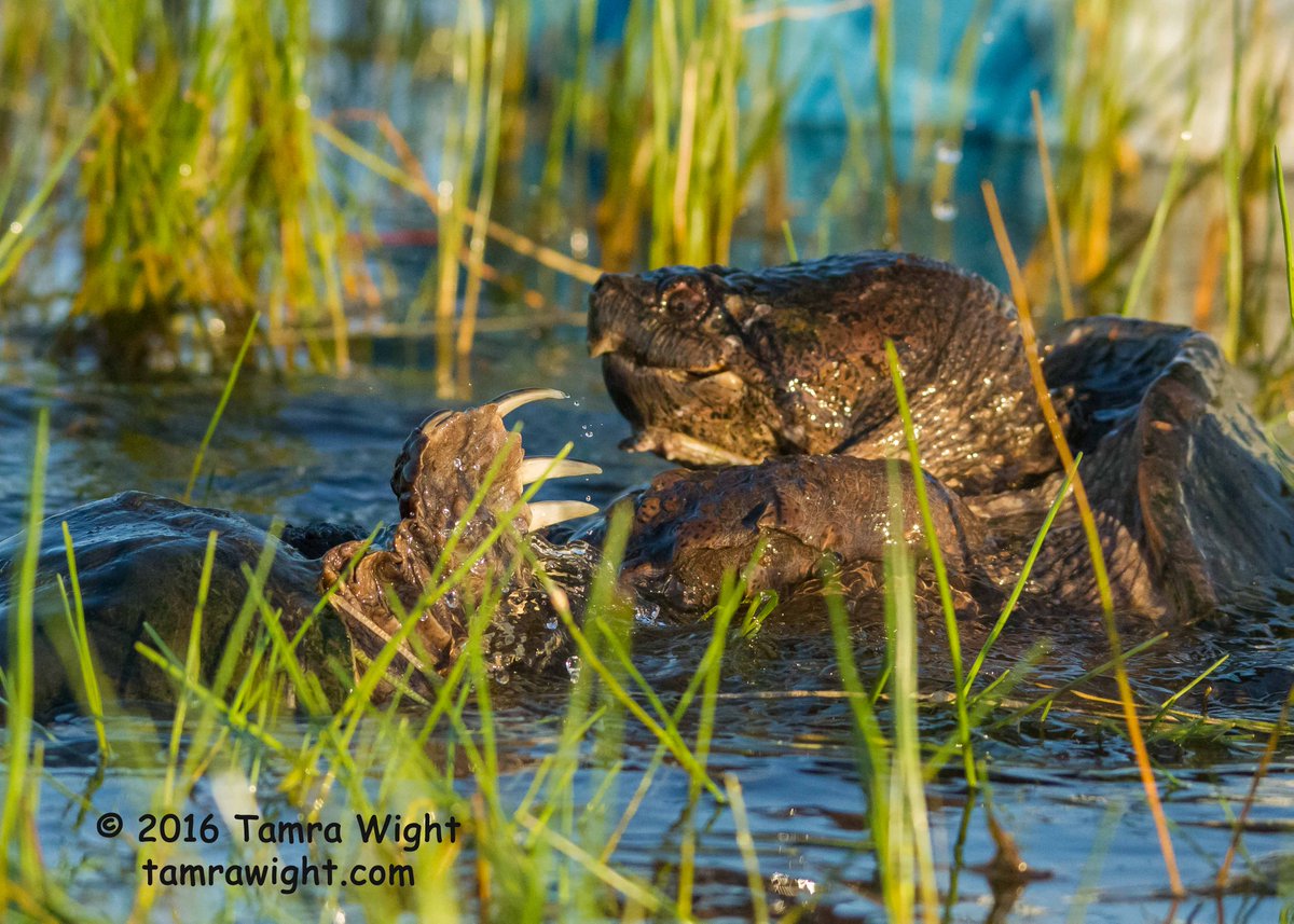 TamraWight's tweet photo. Today's #WildlifeGeekNotes post shows how a snapping turtle fight scene in Mystery of the Bear Cub was  inspired by a real live turtle fight I witnessed while kayaking! Video and photos included!  #snappingturtle #wildlifeinspiration   https://t.co/WIRDvSyhsA https://t.co/UGj6f4vhxS