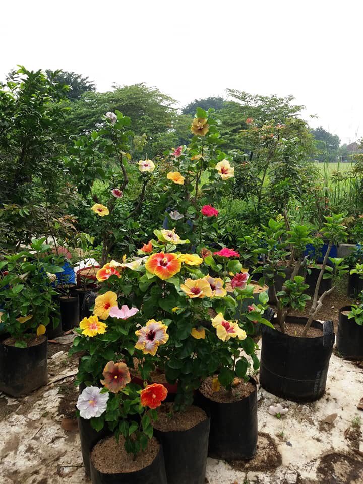 Bunga_Sapaitu's tweet photo. Berbagai macam jenis bunga sepatu https://t.co/3rOwLJRgyT