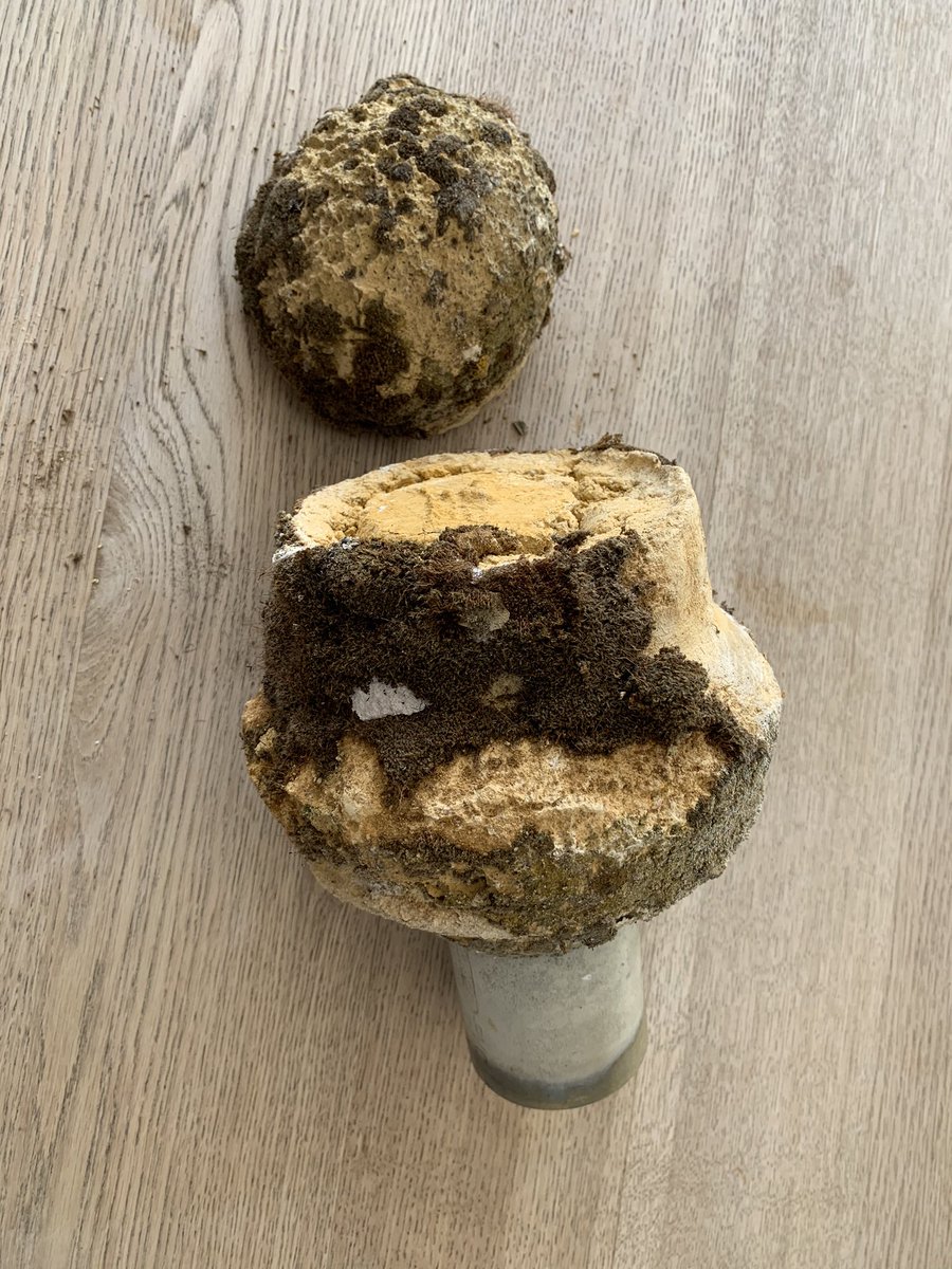 Carolien Roozendaal tweet media