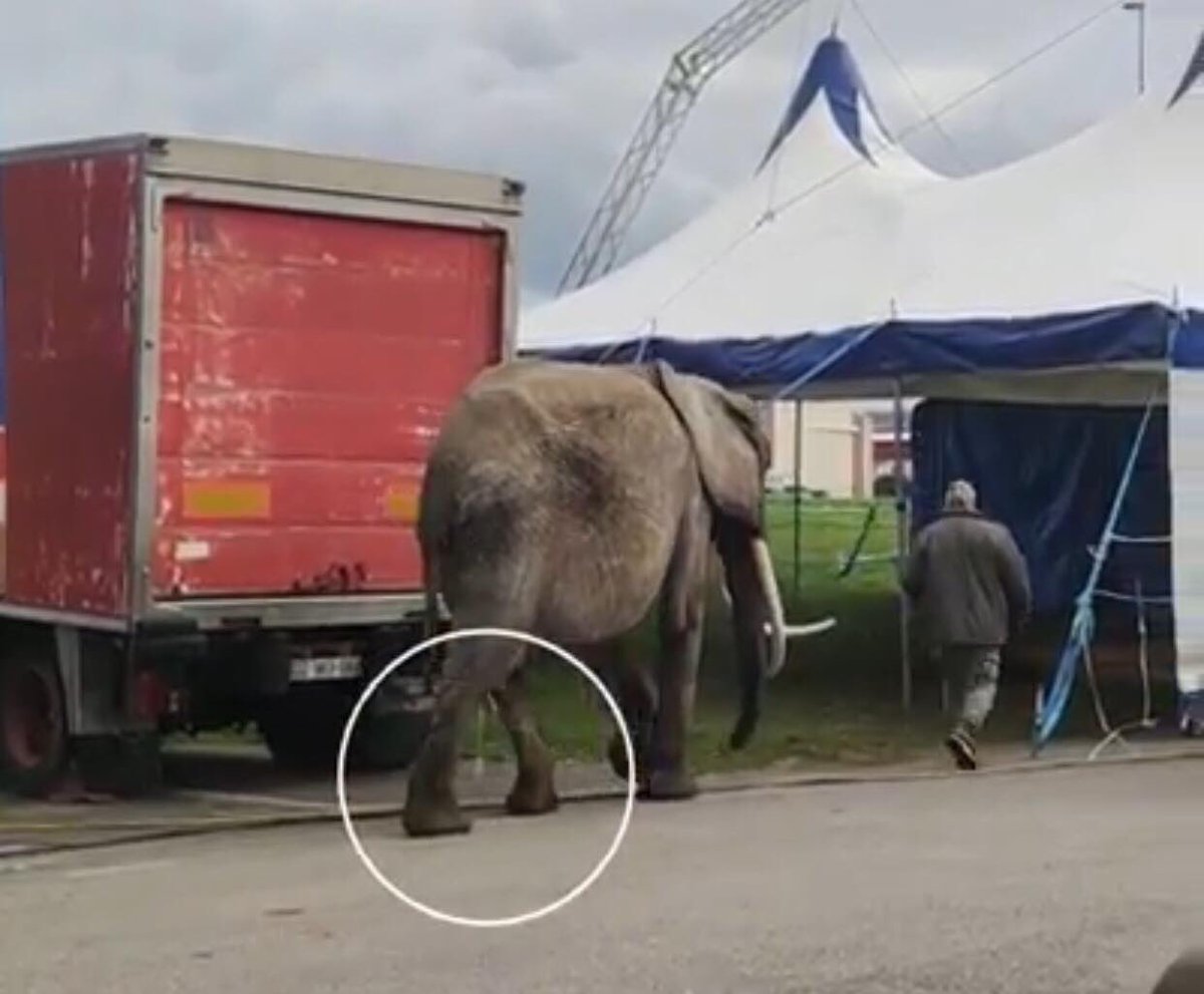 LigueDesAnimaux's tweet photo. Baby,  éléphante de cirque, confinée dans une remorque de camion depuis + de 15 ans, n’en sort que pour réaliser son numéro.
En plein confinement, Baby est enfermée dans sa remorque, 24h/24.

Une pétition pour demander son transfert vers un sanctuaire 🙏
https://t.co/R5MG2GBpxI https://t.co/nauyYVeSZx