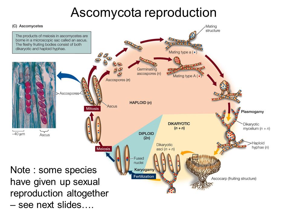 3. Ascomycetes. ("Sac fungus") When 2 genetically different individuals meet and combine genetic material, they make spores combining genes from them both inside little sac-like structures called asci.