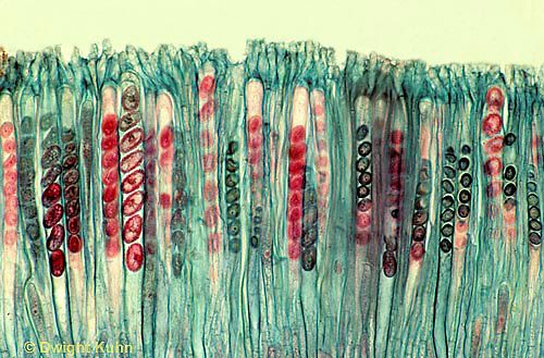 3. Ascomycetes. ("Sac fungus") When 2 genetically different individuals meet and combine genetic material, they make spores combining genes from them both inside little sac-like structures called asci.