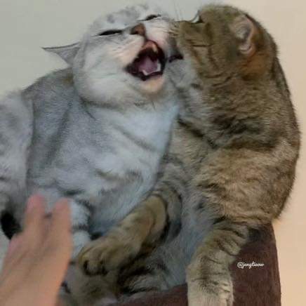 พี่เจ๋งน้องเตี๋ยวไม่ตีกันสิลูกกก tweet media