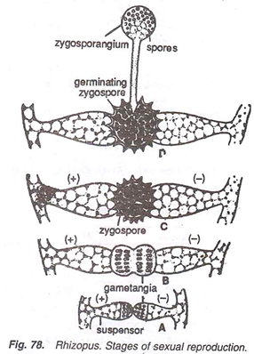 2. Zygomycetes. ("Joining fungus") When 2 genetically different individuals meet and combine genetic material, they join together to create a thick-walled cell between them in which form zygospores.