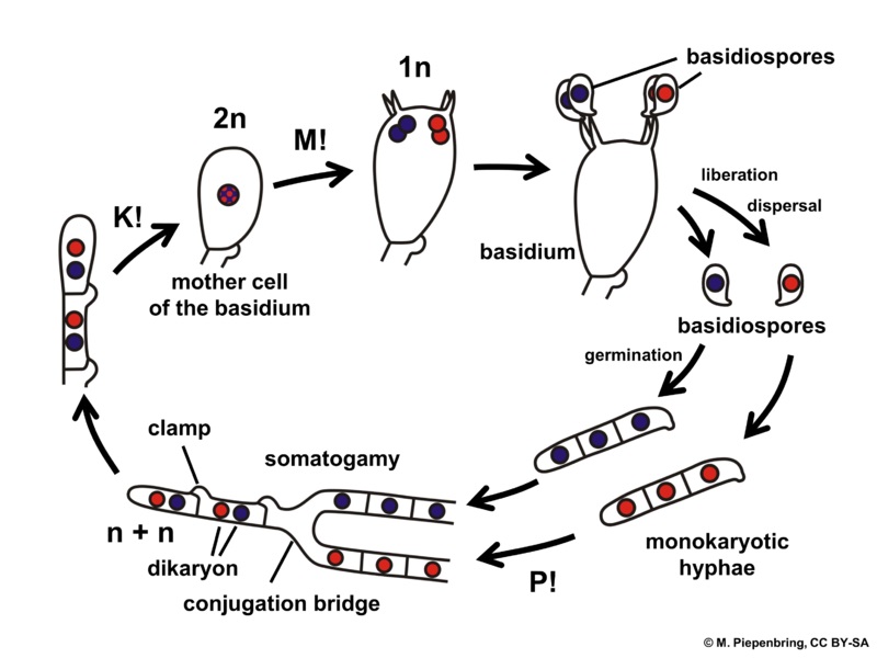 4. Basidiomycetes. ("Club-fungus") When 2 genetically different individuals meet and combine genetic material, they form external spores that grow on a club-shaped structure called a basidium. (Most mushrooms are basidiomycetes, but not all basidiomycetes grow mushrooms.)