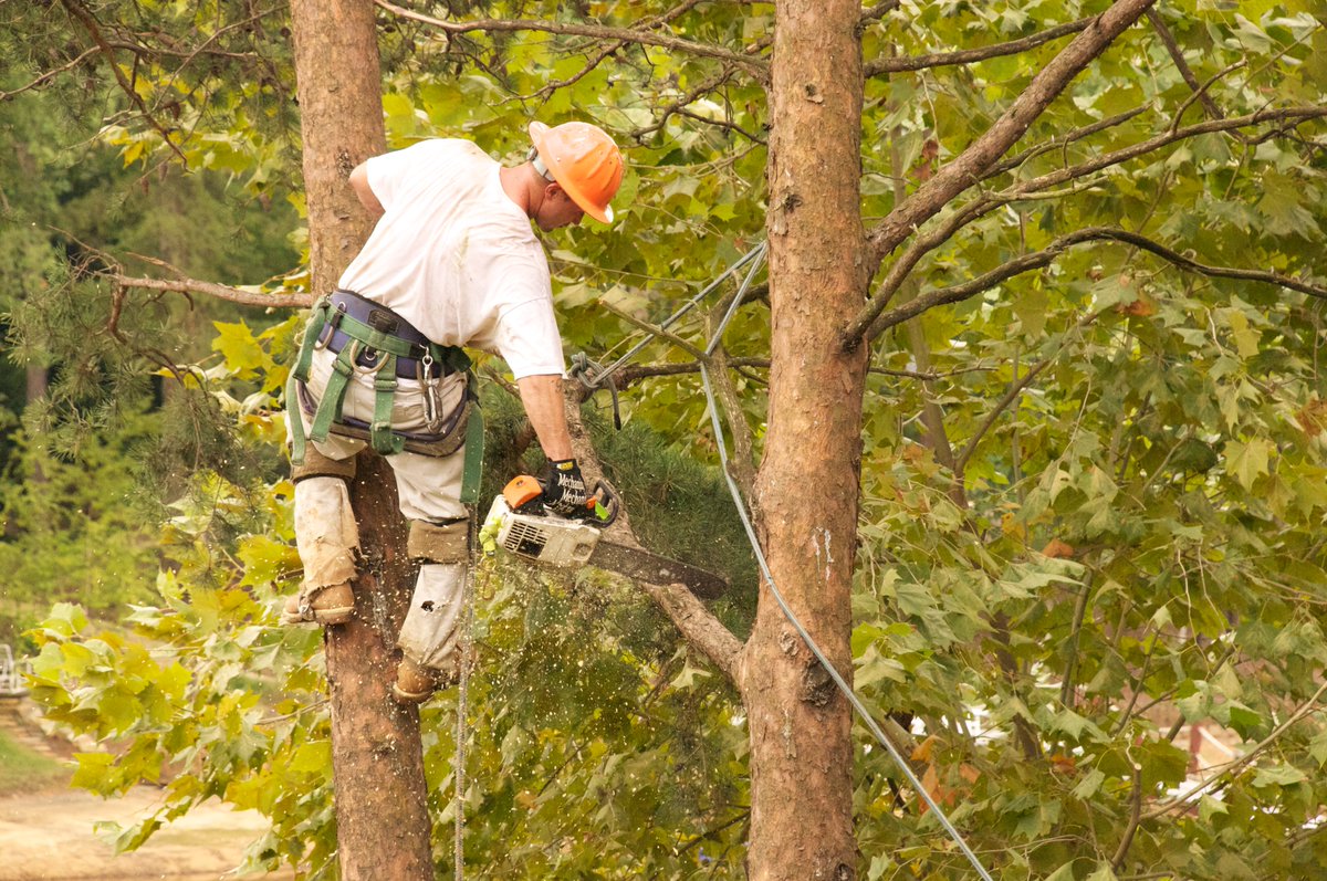 The Adelaide Tree Surgery (@adelaide_tree) / Posts / X
