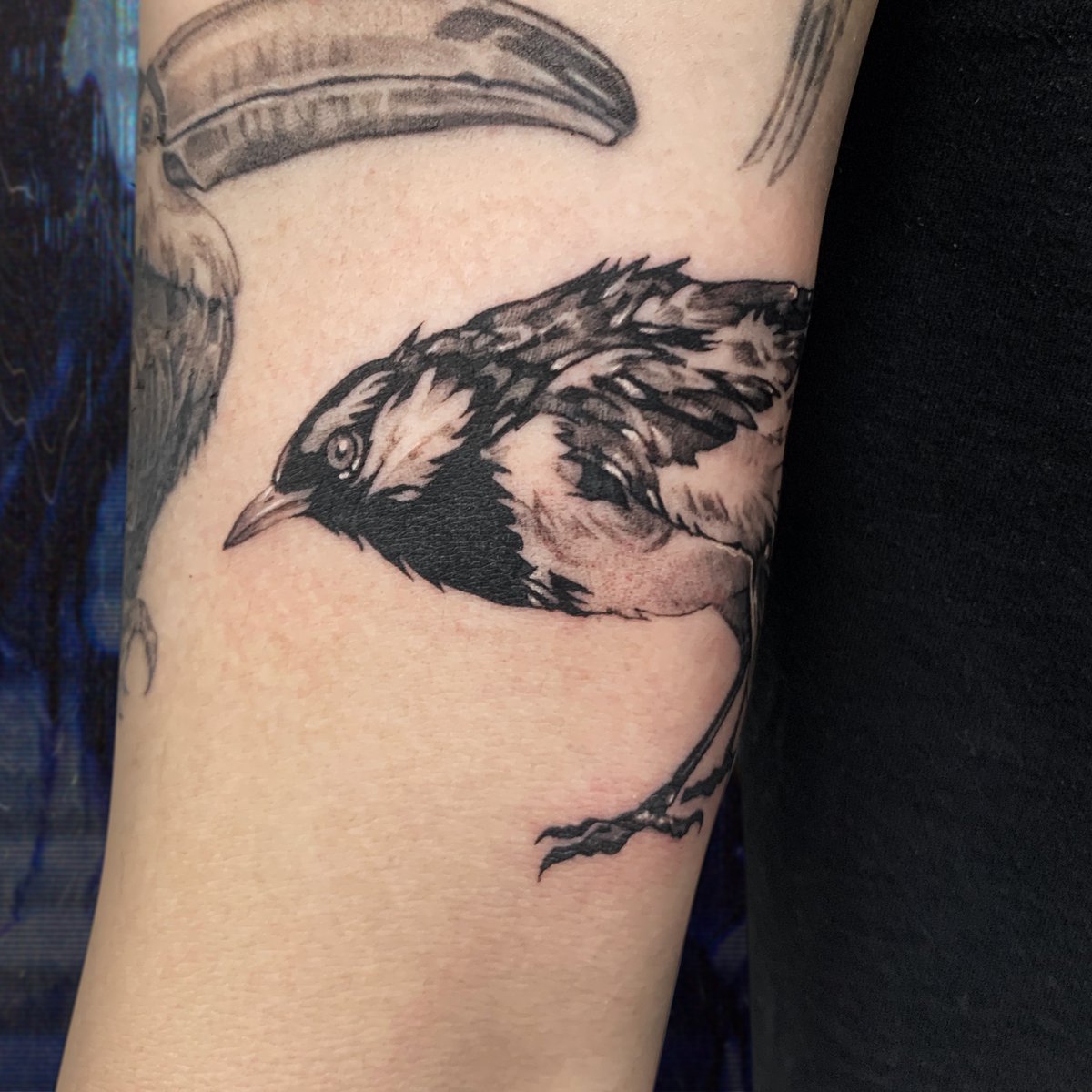 까치입니다! 자세도 날개도 위치도 너무좋아ㅠㅠ 상박 끝, 이제 하박 새분양 남았어요 #새타투 #긴팔타투 #동물타투 #오드타투 #블랙워크  #합정타투