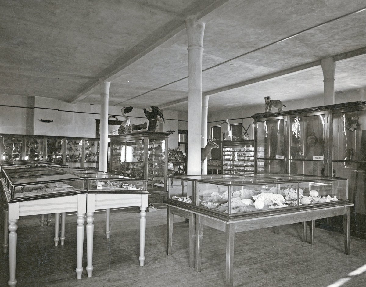 SJUAlumni's tweet photo. #TBT 1910. Original museum located on the third floor of Wimmer Hall. This space was originally occupied by the photographic studio, and today it houses Minnesota Public Radio. Today, the Natural History Museum in the New Science Building boasts an extraordinary bird collection. https://t.co/1dGXdzeiiB