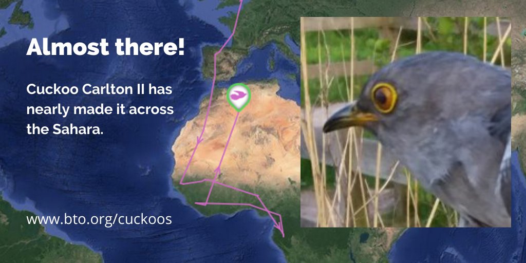 Cuckoo Carlton II has almost completed his perilous Sahara crossing. Hopefully he'll soon be back breeding in the Suffolk Broads, where we tagged him in June 2018: bto.org/our-science/pr… #BTOScience #cuckoos #ornithology