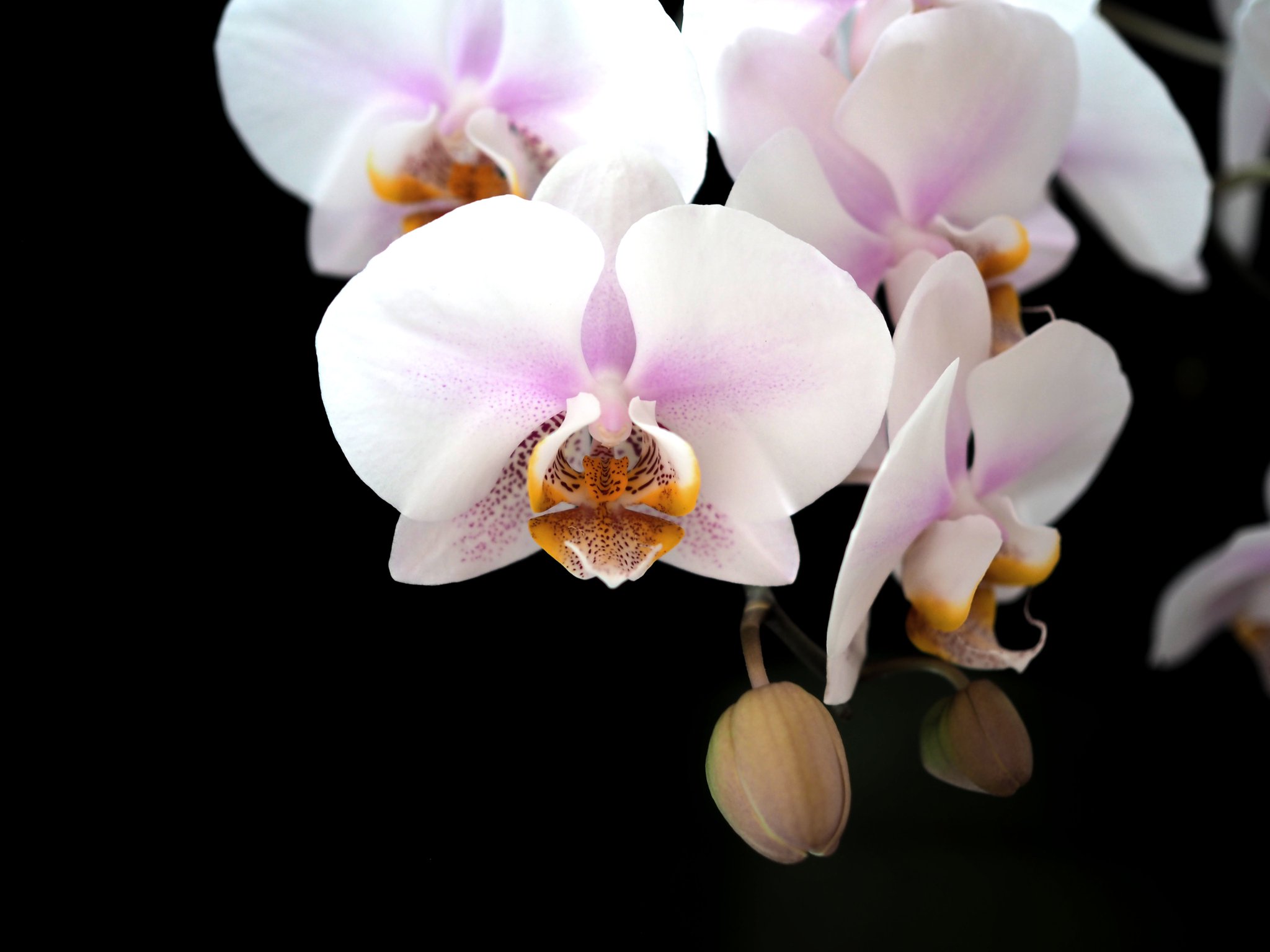 MSU Horticulture on Twitter "Happy National Orchid Day! Did you know