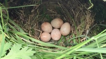 Hoping to get 5 tweets out of this one...