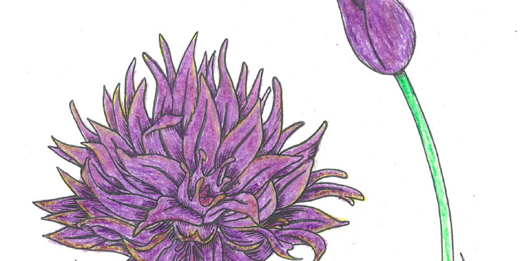 Plus de plaisir à colorier! La vie des #plantes de jardin 
À vos crayons! Ajoutez de la beauté à notre sélection de #coloriages téléchargeables d’inspiration botanique. #enfantsalamaison #confinement bit.ly/3eu9COQ