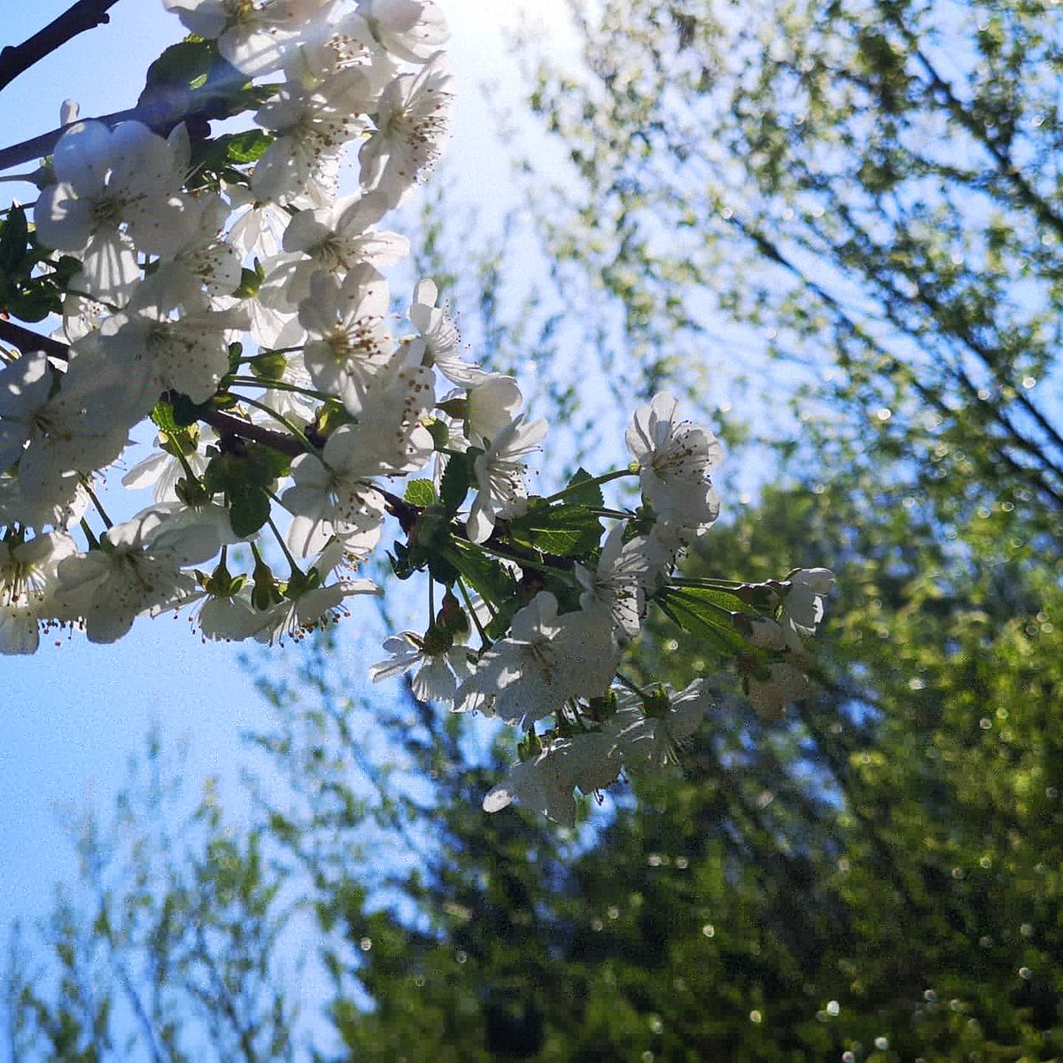HuxbearVineyard's tweet image. Galloping towards summer! The vineyard is full of beauty &amp;amp; promise today. Stay safe and keep positive! #springindevon #springwatch #positivity #keepsafe #blossomwatch #plumblossom #appleblossom #gorse #beewatch #honeybee #bumblebee #budburst #unfurling #DevonVineyard #devonlife