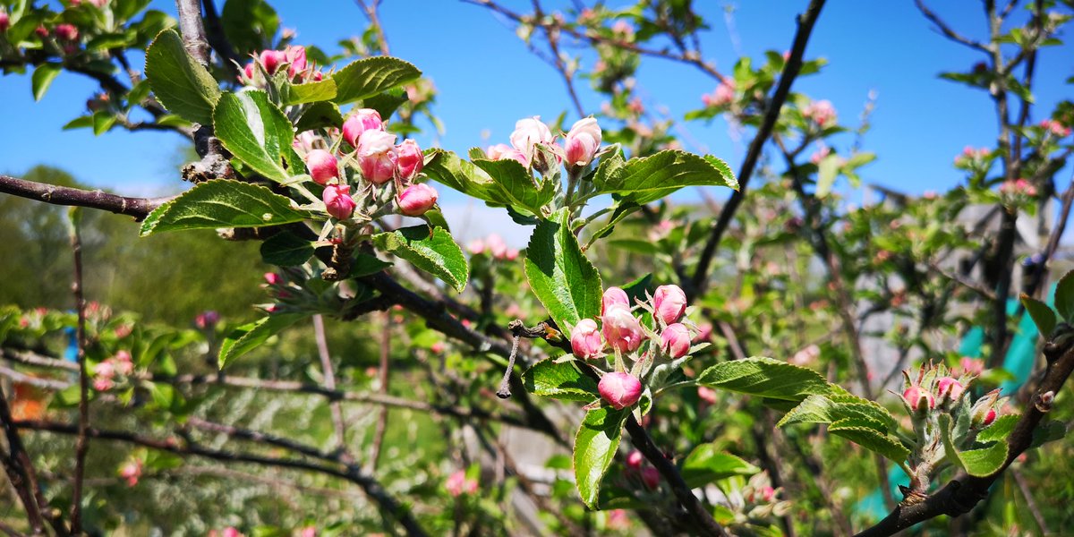 HuxbearVineyard's tweet image. Galloping towards summer! The vineyard is full of beauty &amp;amp; promise today. Stay safe and keep positive! #springindevon #springwatch #positivity #keepsafe #blossomwatch #plumblossom #appleblossom #gorse #beewatch #honeybee #bumblebee #budburst #unfurling #DevonVineyard #devonlife