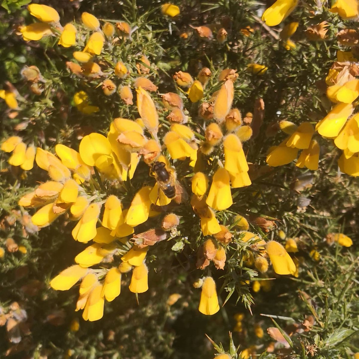 HuxbearVineyard's tweet image. Galloping towards summer! The vineyard is full of beauty &amp;amp; promise today. Stay safe and keep positive! #springindevon #springwatch #positivity #keepsafe #blossomwatch #plumblossom #appleblossom #gorse #beewatch #honeybee #bumblebee #budburst #unfurling #DevonVineyard #devonlife