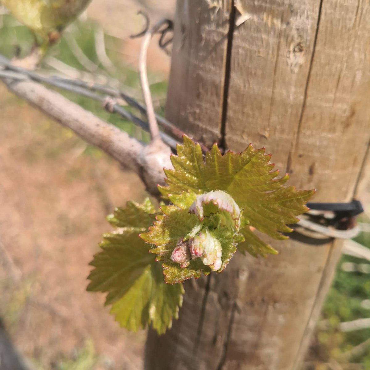 HuxbearVineyard's tweet image. Galloping towards summer! The vineyard is full of beauty &amp;amp; promise today. Stay safe and keep positive! #springindevon #springwatch #positivity #keepsafe #blossomwatch #plumblossom #appleblossom #gorse #beewatch #honeybee #bumblebee #budburst #unfurling #DevonVineyard #devonlife
