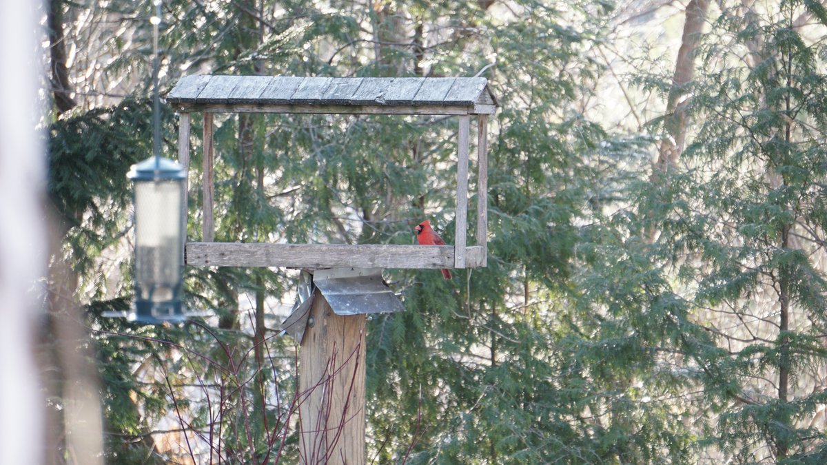 Today during our #BreakfastBirdwatch we managed to finally get a photo of the elusive Northern cardinal! They're one of the first and last birds that frequent feeders, so often we see them earlier than our birdwatch starts.