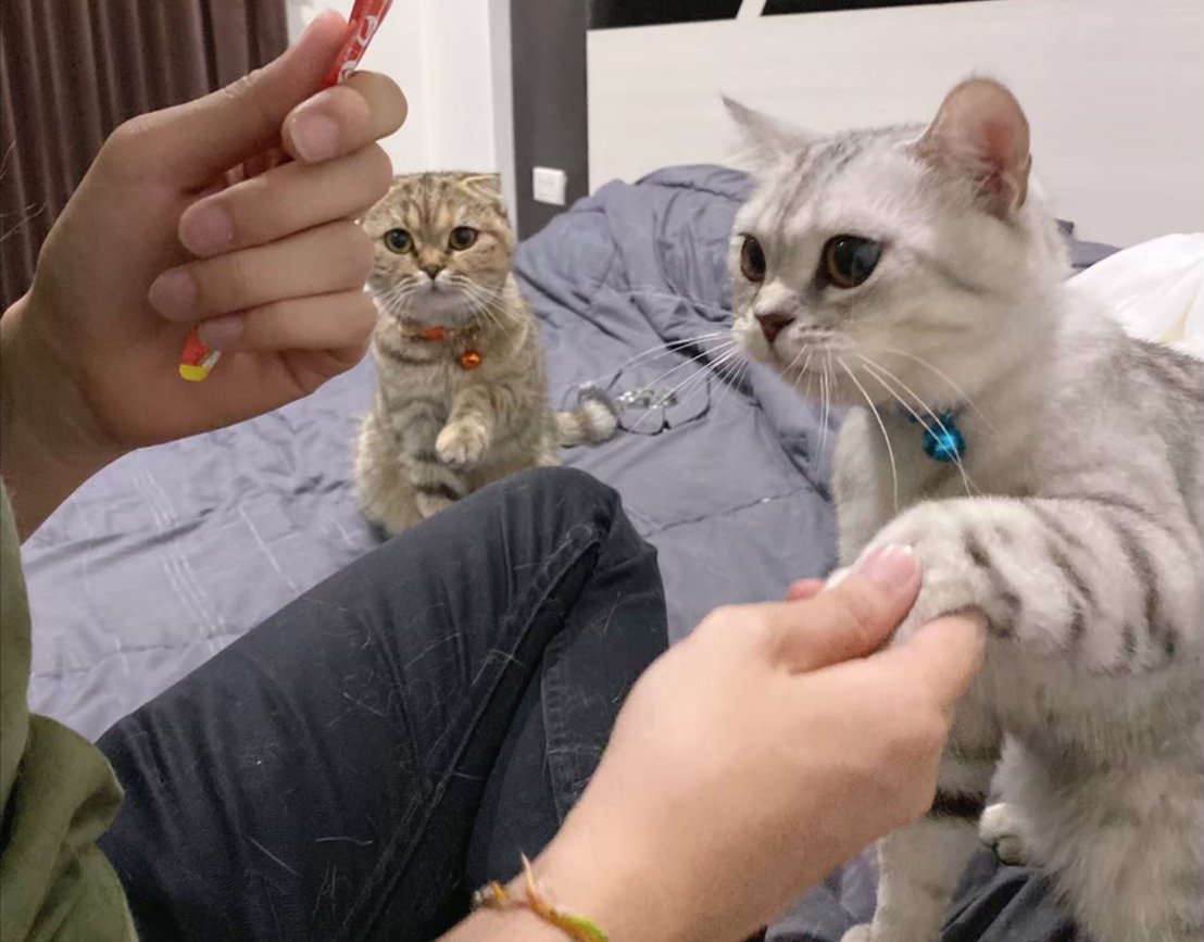 พี่เจ๋งน้องเตี๋ยวไม่ตีกันสิลูกกก tweet media