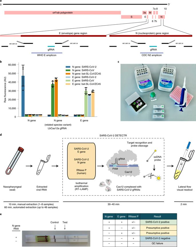 CRISPR–Cas12-based detection of SARS-CoV-2 go.nature.com/3a92kgc
