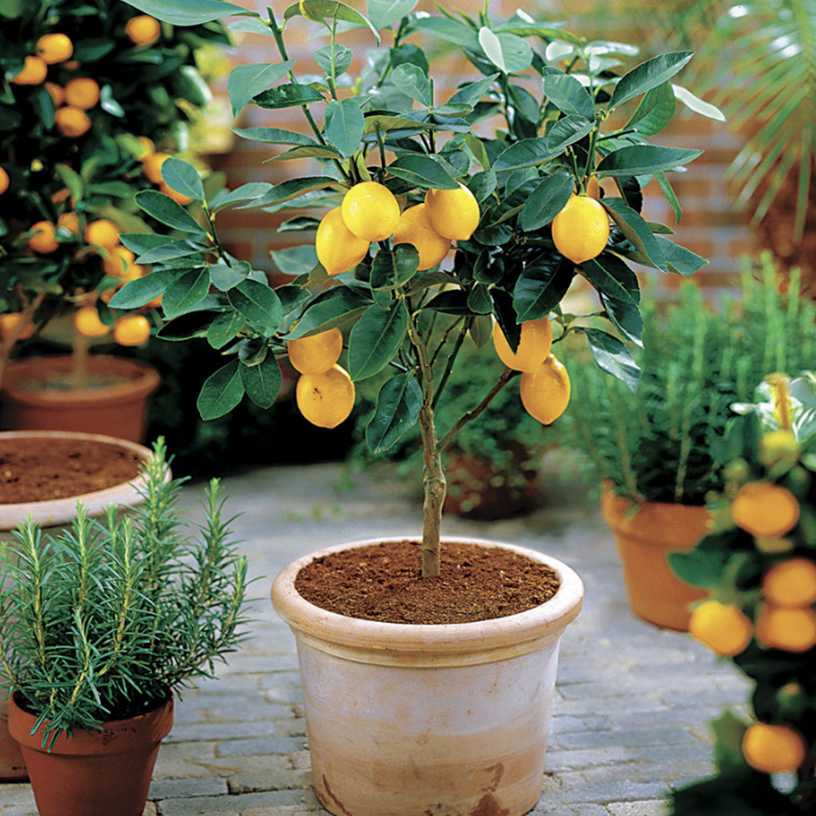 Edibles in the Landscape!  You can grow versatile and delicious fruit – including avocados – plus other edibles such as mushrooms and garlic at home!  📸: Citrus 'Meyer' Lemon.  #waysidegardens #edibles #fruit