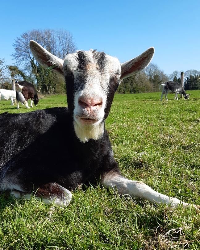 AgriAware's tweet photo. Our #AgCredible farmers are the GOAT 🐐😆
Have you heard the positive Irish story?🗣
Check out #AgCredible and learn more this movement at 👉🏻 https://t.co/gUqqninWWr
@Alltech 

📸: @Anna_Dairy @AlanJagoe_Macra @NedPhelan @farmingmadire  

#StillFarming #HealthyatHome https://t.co/GPQiR2CUpA