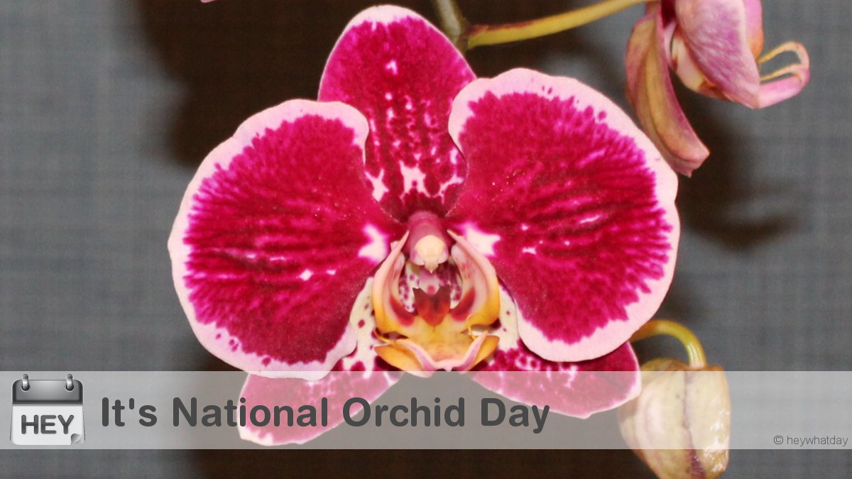 It's National Orchid Day! 
#NationalOrchidDay #OrchidDay