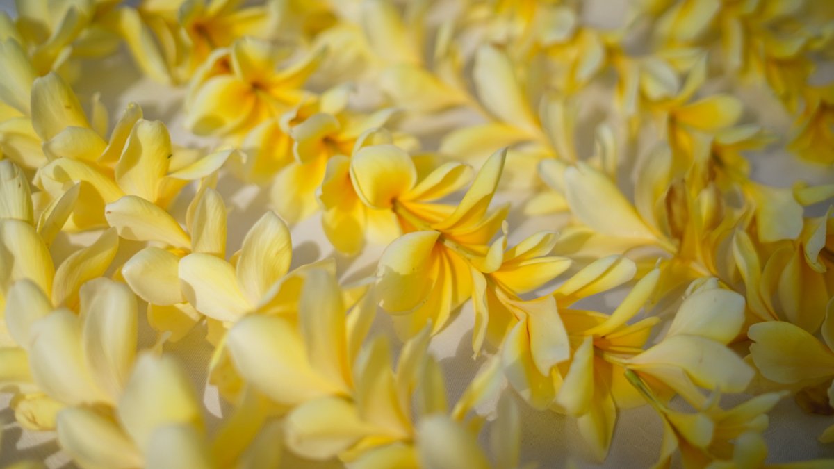 ShaadiBali's tweet photo. Our tropical island of Bali has flowers aplenty, year-round. They are used in ceremonies and offerings, but also make for wonderful wedding decorations. 
#IndianWedding #Shaadi #WeddingInBali #WeddingPlanner #Wedding #DestinationWedding https://t.co/Q0Fvp0J30N https://t.co/CBZr2xhWxY