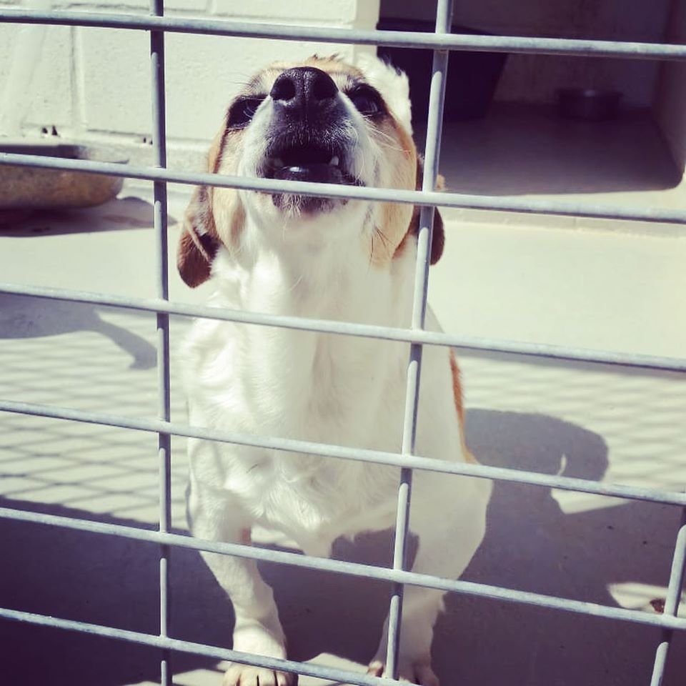 siviaromera1's tweet photo. PERRERA DE VALVERDE (HUELVA)
Muy urgente!!!! Han entrado 6 cachorros en la perrera de Valverde ( Huelva ) y un perrito anciano, necesitamos acogidas urgentemente en Huelva ya que ahora mismo no se pueden hacer traslados. Muchas gracias Contacto isla 620972826. Sara 628067568. https://t.co/VKHbzv1p8j