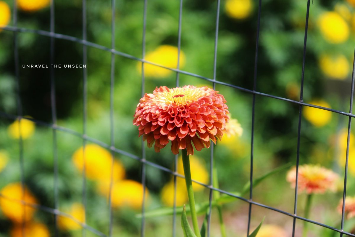 Social distancing + lockdown be like.. 

<a href="/CanonUSAimaging/">Canon USA Corp.</a> <a href="/CanonUSA/">CanonUSA</a> #CanonFavPic #canon700D #canonphotography #spring #summer #rutgers