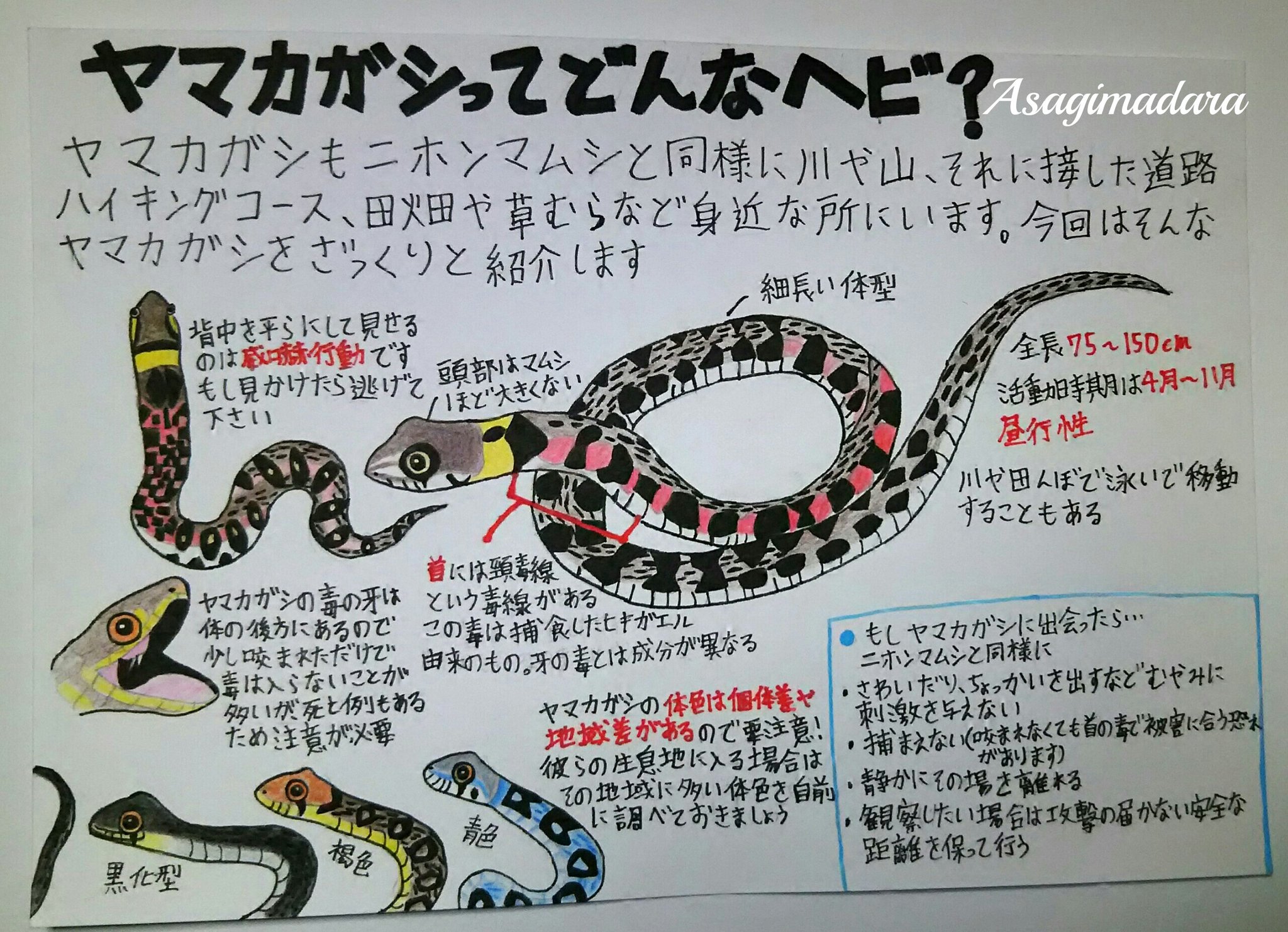 浅黄斑蝶 第12弾はヤマカガシ 本州で見られる毒ヘビの2種目です ヤマカガシの魅力でもあり 厄介なところが模様 体色の地域差が大きい事です 散策する前にその地域にどんな模様のヤマカガシが多いのか調べておきましょう 浅黄斑蝶の生き物紹介