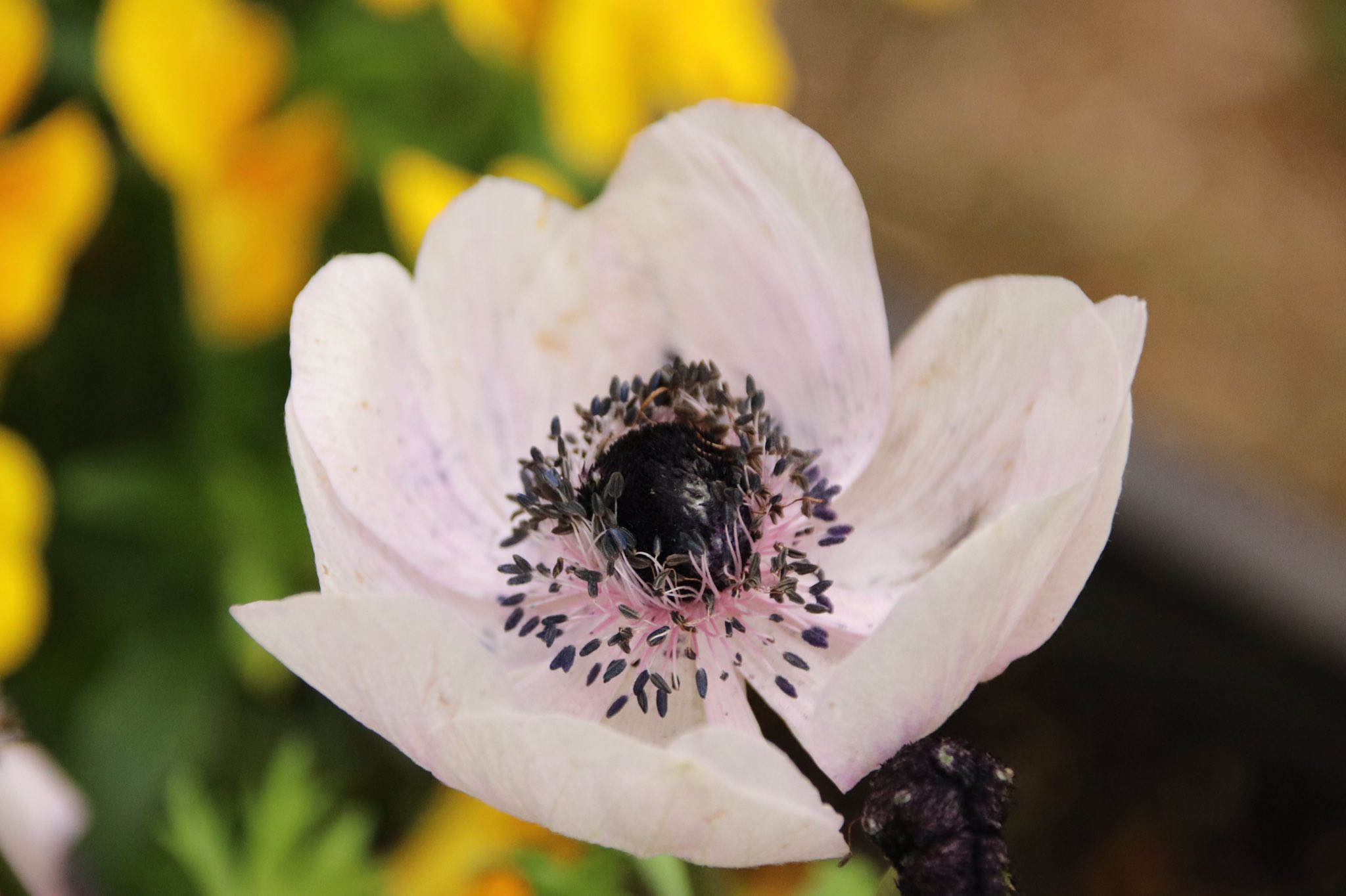 いそ華 4月16日の誕生花をもう一つご紹介します 本日の誕生花 アネモネ 牡丹いちげ Poppy Anemone 花言葉は はかない恋 アネモネの語源はギリシア語で 風 を意味するそうです 4月後半はどうか良い風が吹きますように おやすみなさい