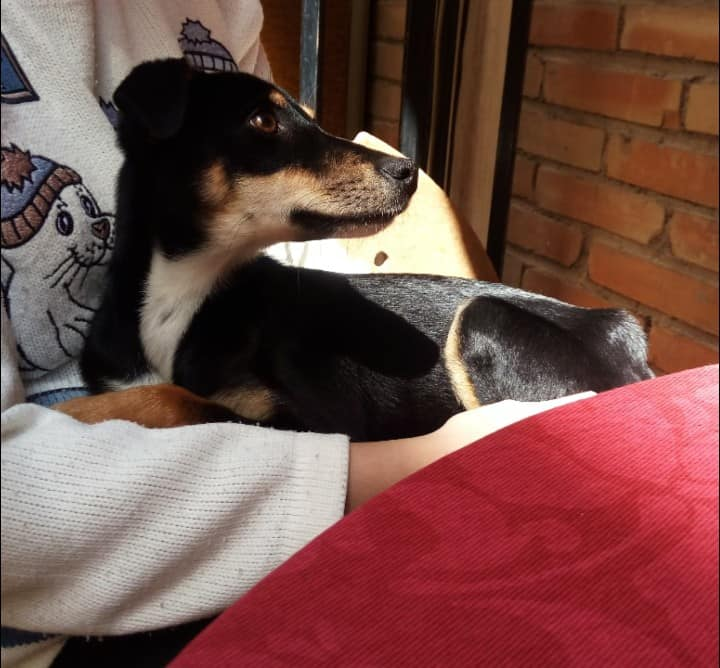 siviaromera1's tweet photo. GRANADA
XENA EN ADOPCIÓN cuando le pusimos el nombre no imaginábamos que le iba a ir como anillo al dedo!
Xena es una cachorra guerrera que ha estado muy malita y que podemos decir que ya está TOTALMENTE RECUPERADA.
Es tamaño pequeño, juguetona, tímida, cariñosa 
wasap 622586555 https://t.co/kfIDSmuI8h