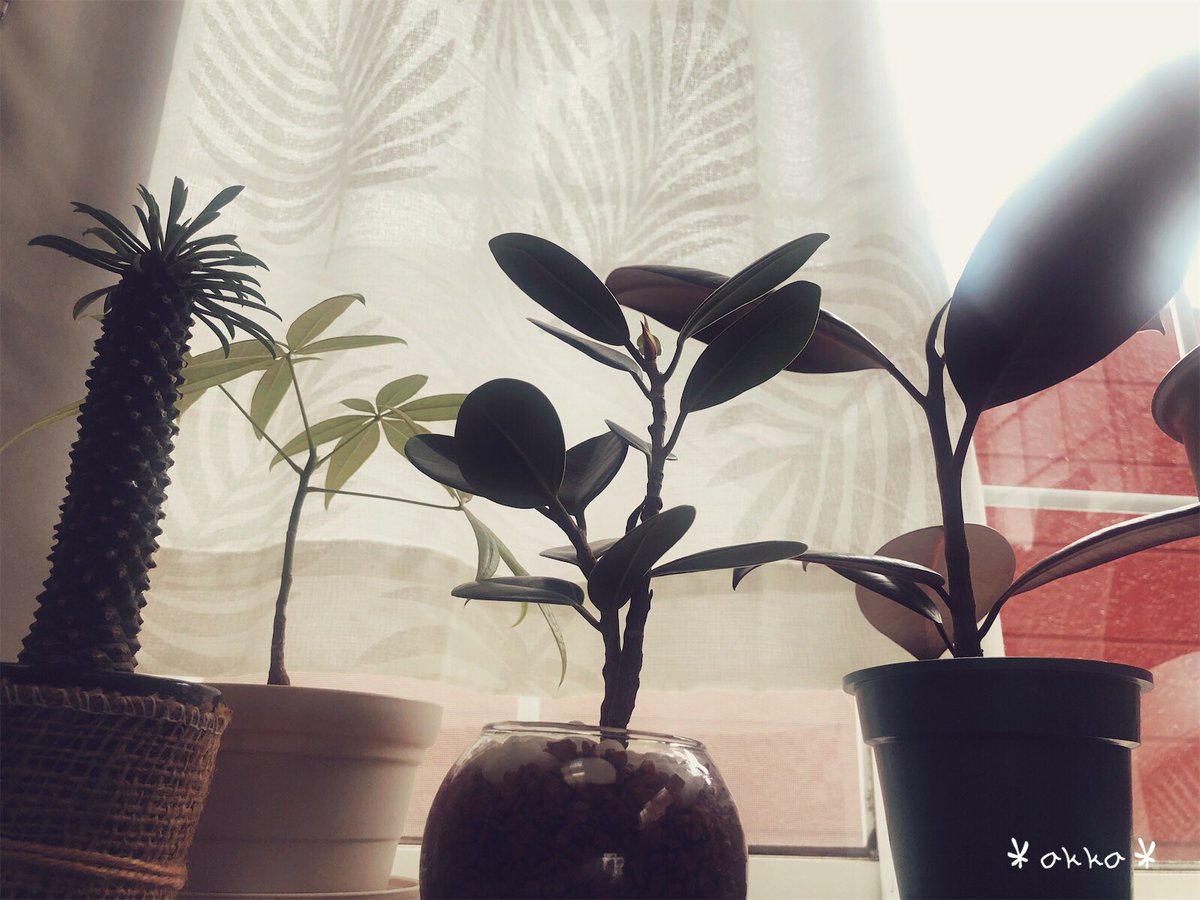 パイナップルコーン