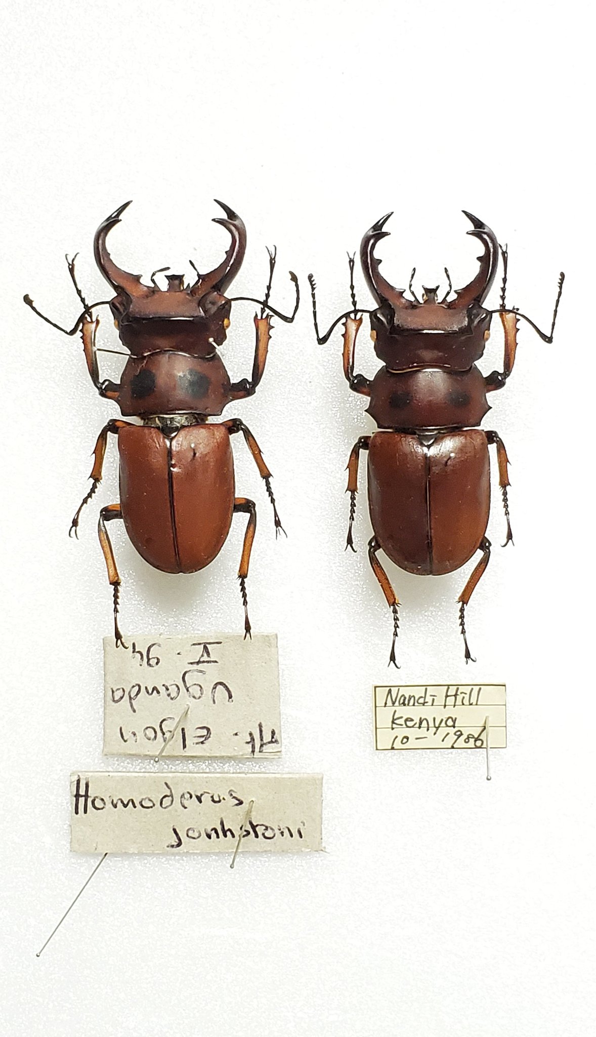 希少・珍品】ジョンストンメンガタクワガタ ペア 大型 ジョンストン