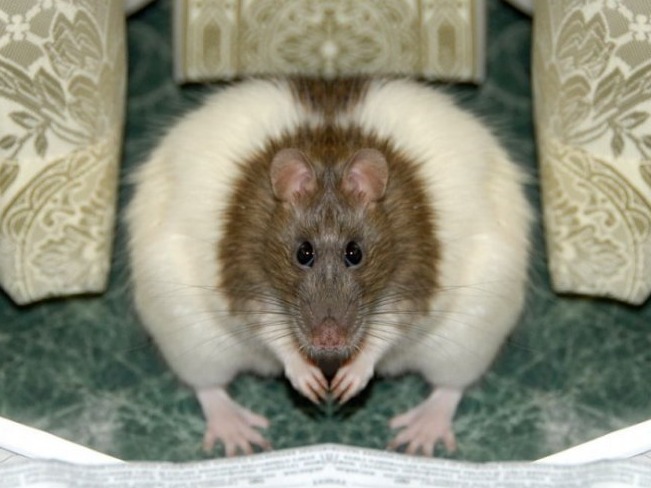 Жир мыши. Толстая мышь. Забавные крысы. Самая толстая мышь.