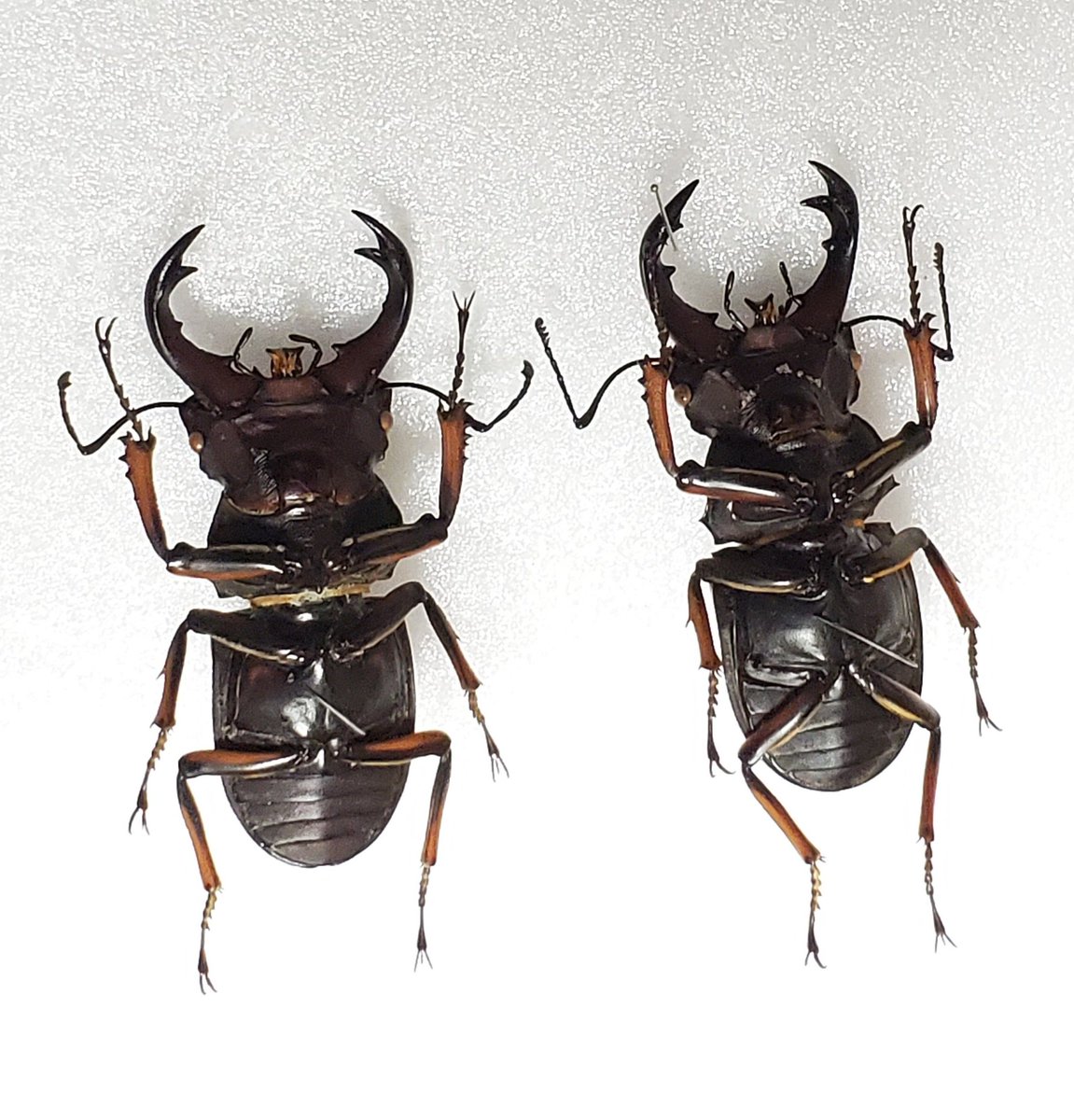 左 Homoderus johonstoni？ 55.8㎜ ジョンストンメンガタクワガタ