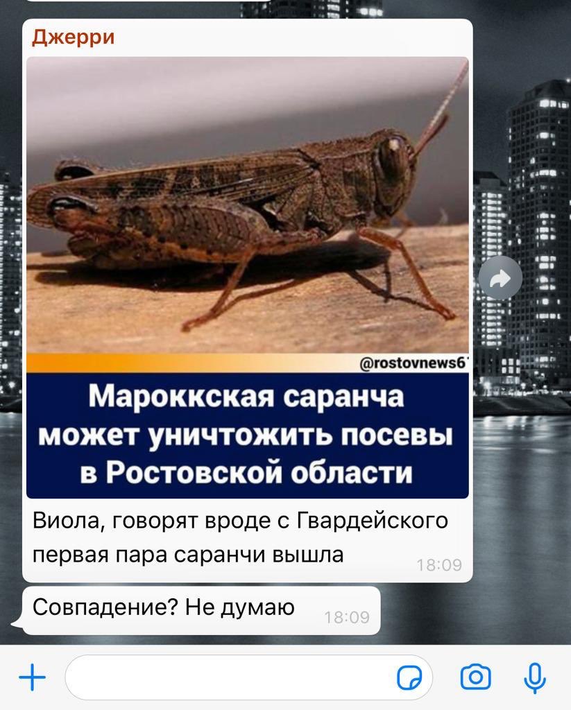 violette10's tweet image. Я - мароккская саранча