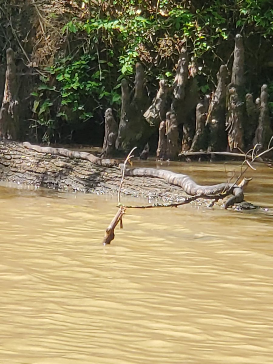 ToddYakoubian's tweet photo. Nice, sunny day on Lake Chicot.  All creatures enjoying! 👀Thanks to KATV viewer Anna Miller. #ARWX https://t.co/DZMltJ6hjf