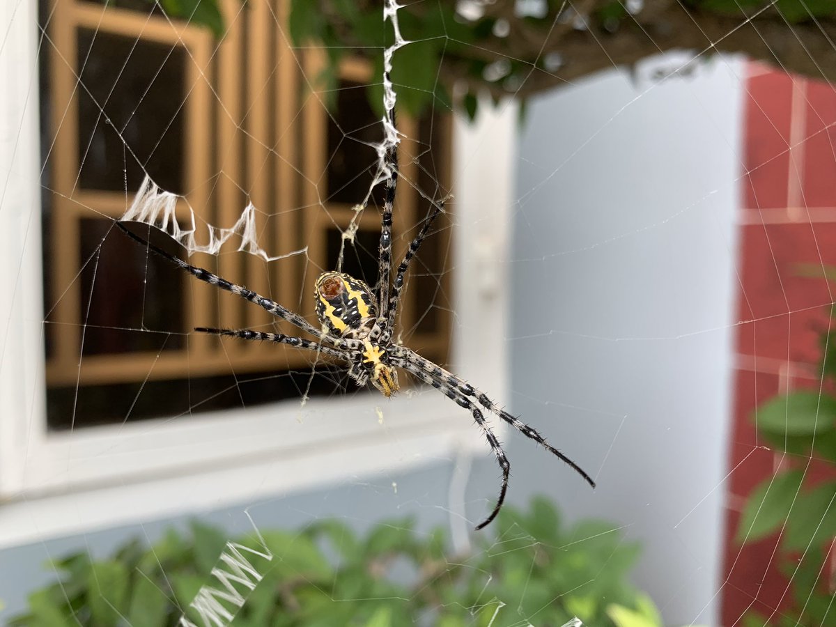 KyleYupp's tweet photo. Spida https://t.co/GIjOx9fpnh