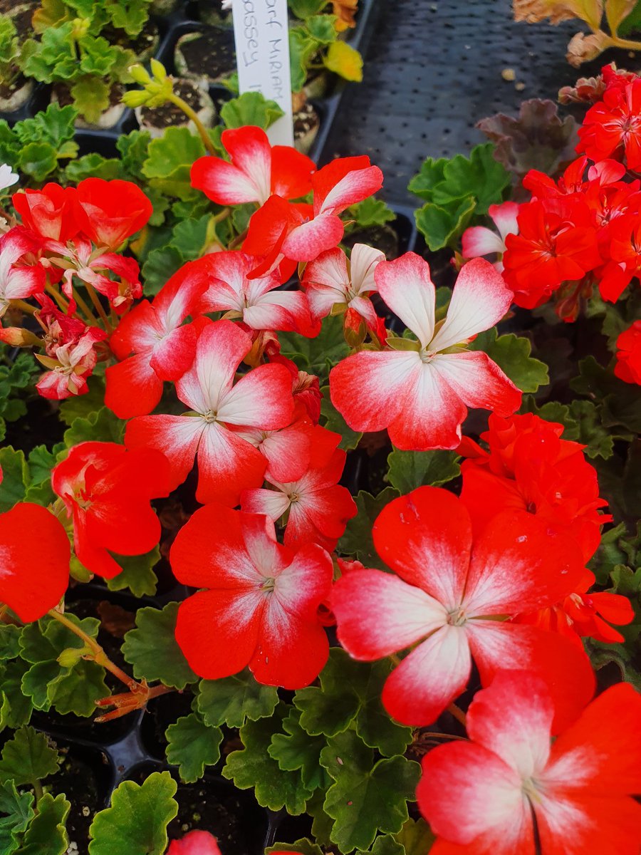 AllwoodsPlants's tweet photo. Flowers, flowers, flowers... there are so many on display! Today's pretties are in shades of red & whites - we have Mr Wren, Dwarf Miriam Baisey, Vectis Glitter & Isabel Pearce
#Enjoy #flowerpower #plants #lotsofcolour #horticulture #grownpeatfree #SupportSmallStreamers https://t.co/DF7NGn4nsv