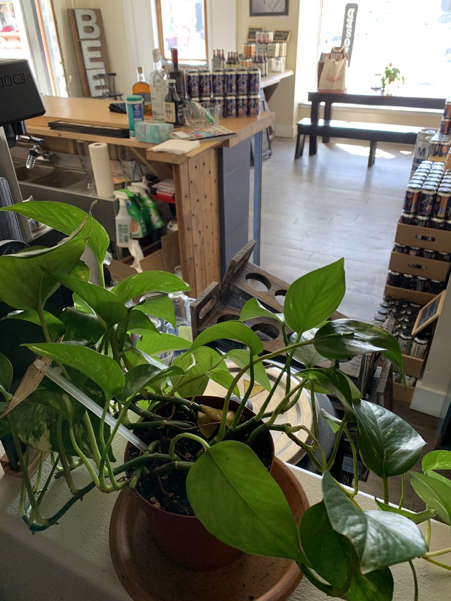 Gorgeous Nature seems to be above our concerns today - if you stroll past the glorious cherry blossoms downtown feel free to visit our little greenery for beer to go &amp; a 6ft air cheers 200 Broadway til 7pm   <a href="/ShmaltzBrewing/">Shmaltz Brewing Co.</a> <a href="/TroyBID/">Downtown Troy NY</a> <a href="/TroyCityHall/">City of Troy, NY</a>