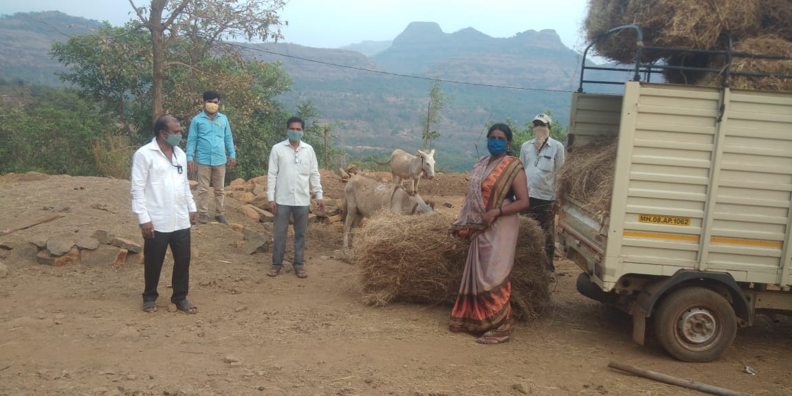 Siddhjay's tweet photo. At the base of Fort Raigad, Hirkaniwadi 70-80 donkeys are stagnated due to lockdown.Dept of Animal Husbandary, Raigad provided Dry Fodder to these animals. Veterinary services are provided during CORONA Pandemic. @CollectorRaigad @iAditiTatkare @bharanemamaNCP @Dept_of_AHD https://t.co/iA4O8MEmnz