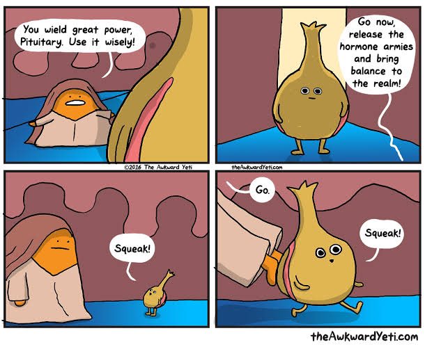michelle_li's tweet photo. @theblondeMD An honorable mention to the pituitary, surely https://t.co/o0IFb6pAch