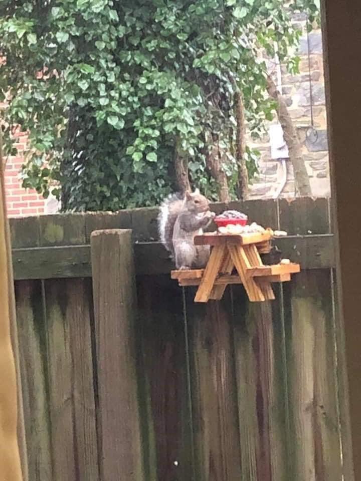 gracegauna777's tweet image. Gotta make one of these for my  squirrel friend that visit my yard everyday. ☺️🐿 #squirrel #socute #minitable #animals #nature ♥️