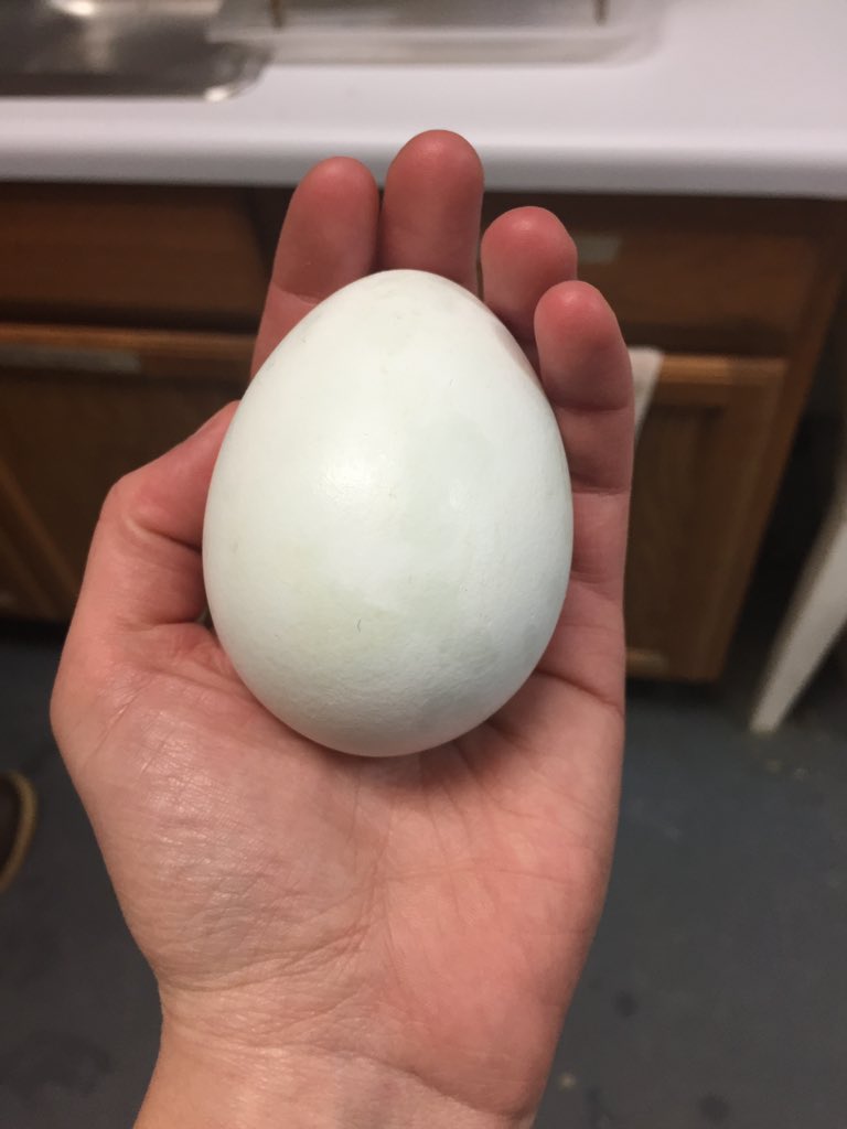 Eagle Egg Compared To A Chicken Egg